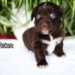 Peter - Red & white male Miniature American Shepherd puppy in Battle Ground, Washington from Casita Miniature American Shepherds