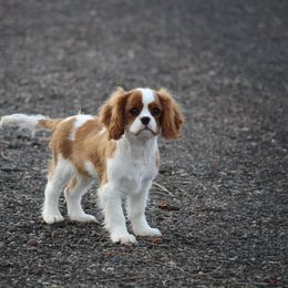Cavalier King Charles Spaniel Puppies from Blueberry Hill Cavaliers