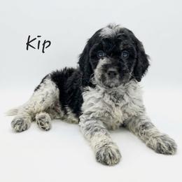 Kip - Black and white male Springerdoodle puppy in Fargo, North Dakota from Dakota SpringerDoodles