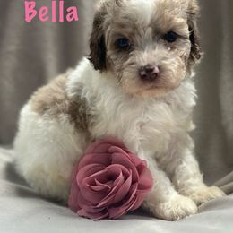 Bella - Brown white and tan female Cockapoo puppy in Marshall, Arkansas from Darling Doodles and Cockapoos