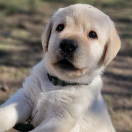 Labrador Retrievers from True Texas Retrievers