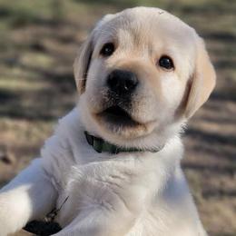 Labrador Retrievers from True Texas Retrievers