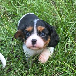 William - Blenheim male Cavalier King Charles Spaniel puppy in Sparta, Georgia from Southern Edge Therapy Ranch Cavaliers