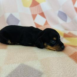 Girl 3 - Black and tan female Dachshund puppy in Oklahoma from DRB Dachshunds