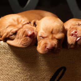 Vizsla Puppies from Marwin Vizslas