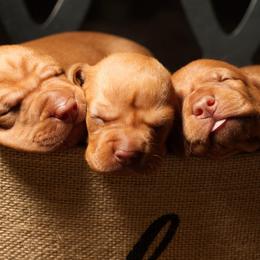 Vizsla Puppies from Marwin Vizslas
