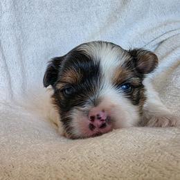Marlowe - Parti male Yorkshire Terrier puppy in Chester, South Carolina from Hess Pooches LLC