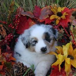 Australian Shepherd Puppies from Rebel Runner Australian Shepherds