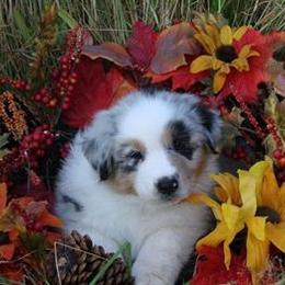 Australian Shepherd Puppies from Rebel Runner Australian Shepherds
