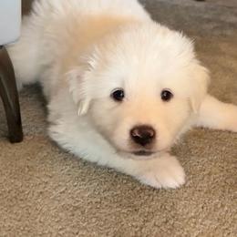 Carrie - White female Great Pyrenees puppy in Murfreesboro, Tennessee from Storybook Tails Farm