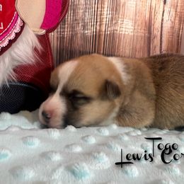 Australian Shepherd and Pembroke Welsh Corgi Puppies from Lewis Aussie’s & Corgi’s