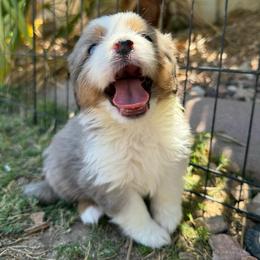 Storm - Blue merle female Miniature American Shepherd puppy in Phoenix, Arizona from Outlaw Minis