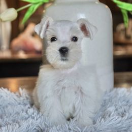 Cairo - Wheaten male Miniature Schnauzer puppy in Montebello, California from Rod Schnauzers