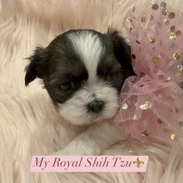 Rosa Belle - Liver and white female Shih Tzu puppy in Frisco, Texas from My Royal Shih Tzu⚜️
