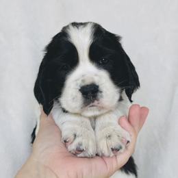 Summer - Black and white female English Springer Spaniel puppy in Casa Grande, Arizona from The Spaniel Garden