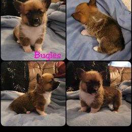 Pembroke Welsh Corgi Puppies from STR Corgis