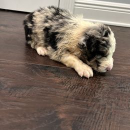 Flash - Blue merle male Australian Shepherd puppy in Franklinton, Louisiana from Cottonwood Farms Australian Shepherds