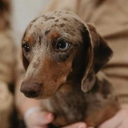 Dachshunds from LC Dachshund House