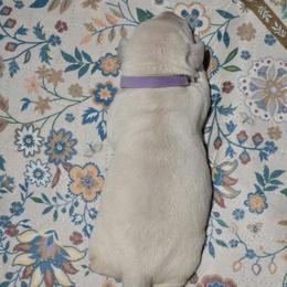 Purple Collar - Yellow female Labrador Retriever puppy in Myakka City, Florida from Hearing Hearts Labradors