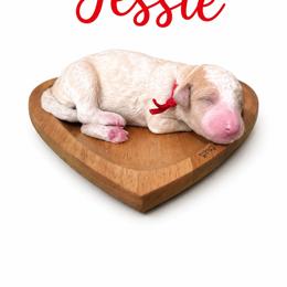 Jessie(Red) - Parti female Poodle puppy in Stuart Fl, Florida from Lincoln & Lady Co.