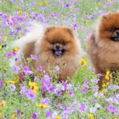 Pomeranians from Nottingham Pomeranians