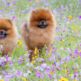 Pomeranians from Nottingham Pomeranians