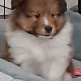 Shetland Sheepdog Puppies from Splendor Shelties