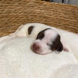 Dina - Piebald female Dachshund puppy in Sterling, Colorado from Country Chics Doxies