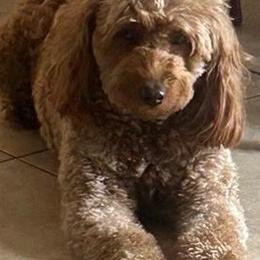 Kandra - Goldendoodle