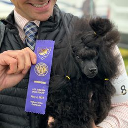 Carmen - Poodle