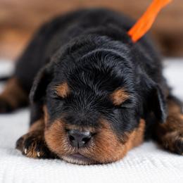 Cypress - Phantom male Bernedoodle puppy in Erda, Utah from Country Lane Doodles