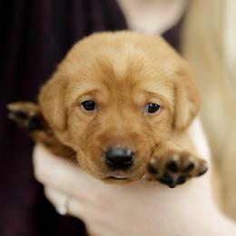 Fiona - Yellow female Labrador Retriever puppy in Allons, Tennessee from UC Labradors LLC