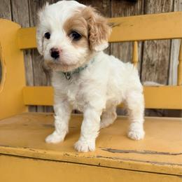 Libby - Blenheim female Cavapoo puppy in Preston, Idaho from Shaffer Top Notch Puppies