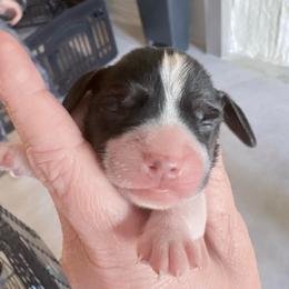 Pocket Beagle Jeni - Black white and tan female Beagle puppy in Gentry, Arkansas from HC Puppy Ranch