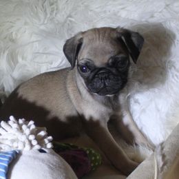 Pug Puppies from Pugs R 4 U in KY