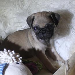 Pug Puppies from Pugs R 4 U in KY