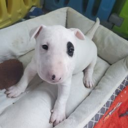 Bull Terrier Puppies from Scrumdiddlyumptious Bull Terriers