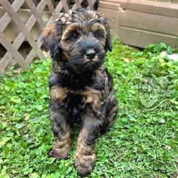 Pebble - Black male Goldendoodle puppy in Chattanooga, Tennessee from Hilltop Cuddle Pups