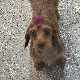 Dachshund puppies from Southern Sweetheart Kennels