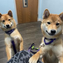Shiba Inu All Grown Up from Hana Shibas