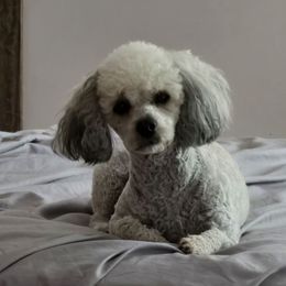 Bella - Poodle