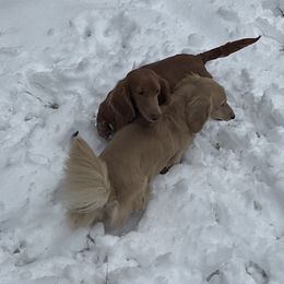 Isabella - Dachshund