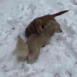 Isabella - Dachshund