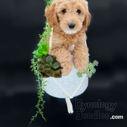 Assorted Doodle Crosses and Goldendoodle Puppies from Cynology Doodles