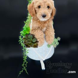 Assorted Doodle Crosses and Goldendoodle Puppies from Cynology Doodles