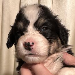Ripple - White and black male Pembroke Welsh Corgi puppy in Noti, Oregon from Solstice Farm Corgis