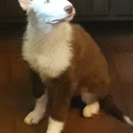 Border Collie All Grown Up from Red Dog Kennels