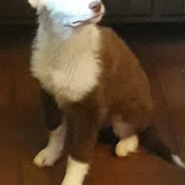 Border Collie All Grown Up from Red Dog Kennels