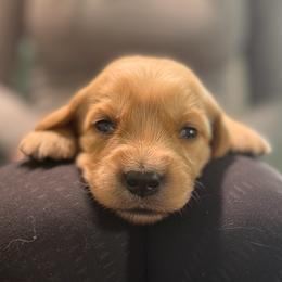 Green male - Golden male Golden Retriever puppy in Sandy, Utah from North Star Goldens