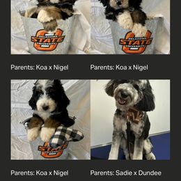 Bernedoodle Puppies from Crider’s Critters